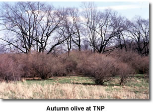 Autumn Olive at TNP